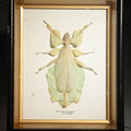 Lot 024 - Vintage Entomology Specimen Display of Phyllium Giganteum (Leaf Insect) in Glass-Front Black and Gold Shadow Box, 6-1/4" L x 7-3/4" H
