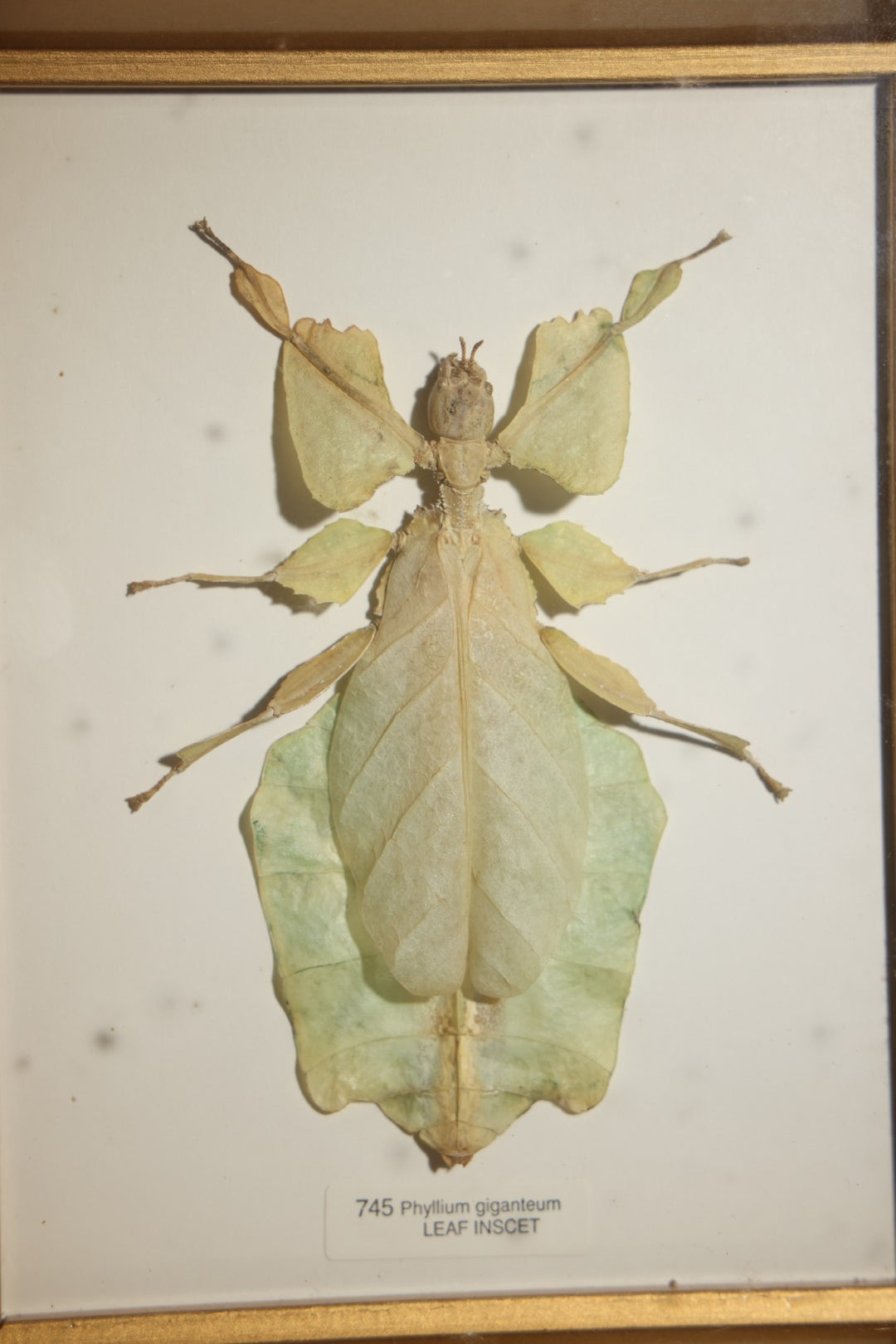 Vintage Entomology Specimen Display of Phyllium Giganteum (Leaf Insect) in Glass-Front Black and Gold Shadow Box