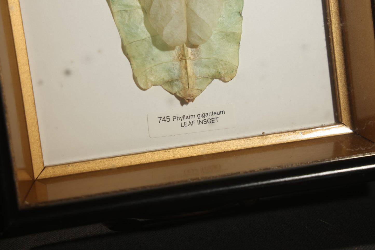 Vintage Entomology Specimen Display of Phyllium Giganteum (Leaf Insect) in Glass-Front Black and Gold Shadow Box