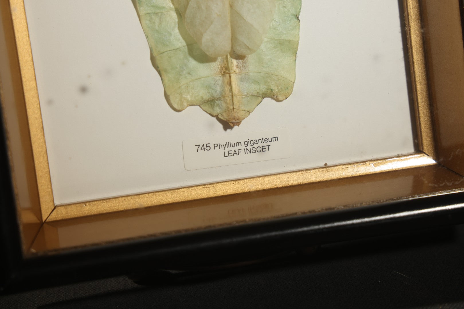 Vintage Entomology Specimen Display of Phyllium Giganteum (Leaf Insect) in Glass-Front Black and Gold Shadow Box