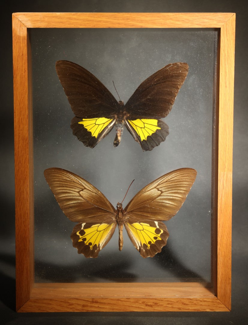 Vintage Entomology Specimen Display of Troides Oblongomaculatus (Oblong-Spotted Birdwing) Male and Female Butterflies from New Guinea in Glass-Front Wood Shadow Box