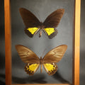 Lot 011 - Vintage Entomology Specimen Display of Troides Oblongomaculatus (Oblong-Spotted Birdwing) Male and Female Butterflies from New Guinea in Glass-Front Wood Shadow Box, 8" L x 11" H