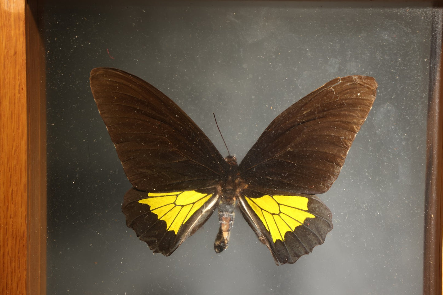 Vintage Entomology Specimen Display of Troides Oblongomaculatus (Oblong-Spotted Birdwing) Male and Female Butterflies from New Guinea in Glass-Front Wood Shadow Box