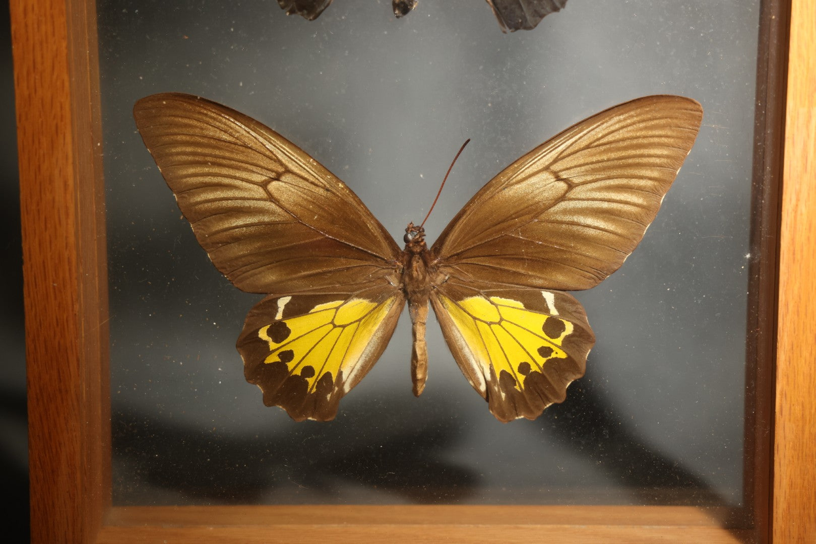 Vintage Entomology Specimen Display of Troides Oblongomaculatus (Oblong-Spotted Birdwing) Male and Female Butterflies from New Guinea in Glass-Front Wood Shadow Box