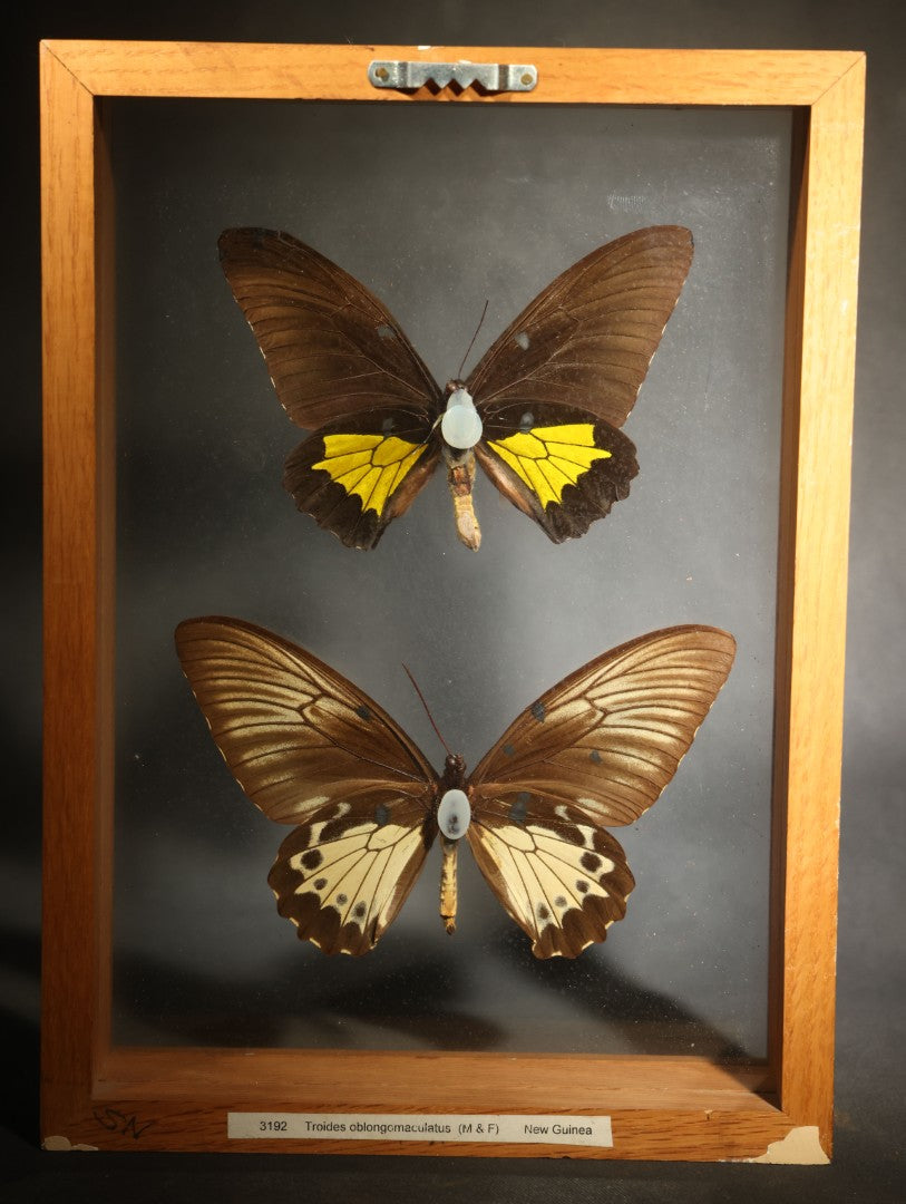 Vintage Entomology Specimen Display of Troides Oblongomaculatus (Oblong-Spotted Birdwing) Male and Female Butterflies from New Guinea in Glass-Front Wood Shadow Box