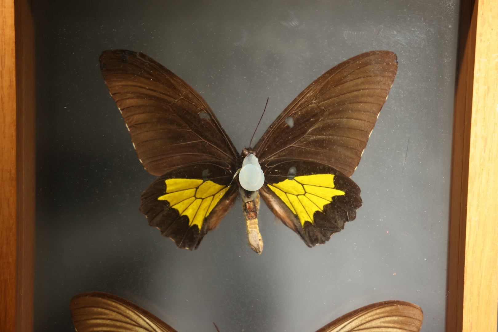 Vintage Entomology Specimen Display of Troides Oblongomaculatus (Oblong-Spotted Birdwing) Male and Female Butterflies from New Guinea in Glass-Front Wood Shadow Box