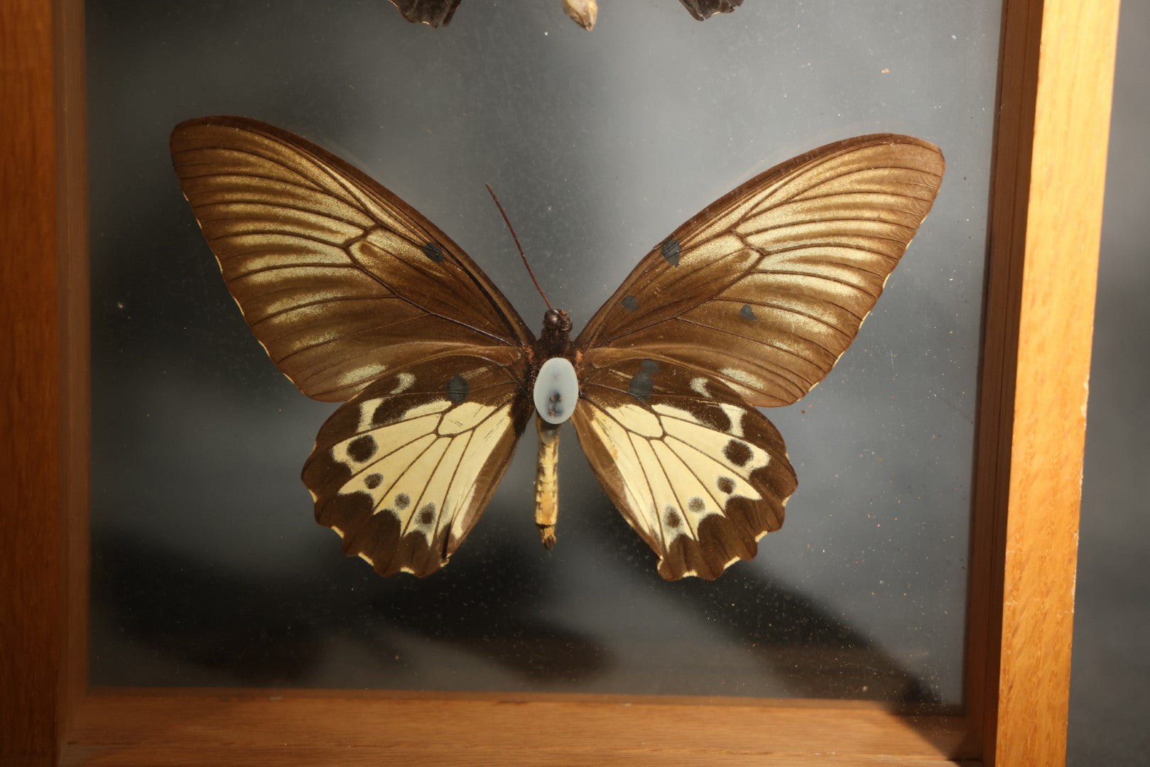 Vintage Entomology Specimen Display of Troides Oblongomaculatus (Oblong-Spotted Birdwing) Male and Female Butterflies from New Guinea in Glass-Front Wood Shadow Box