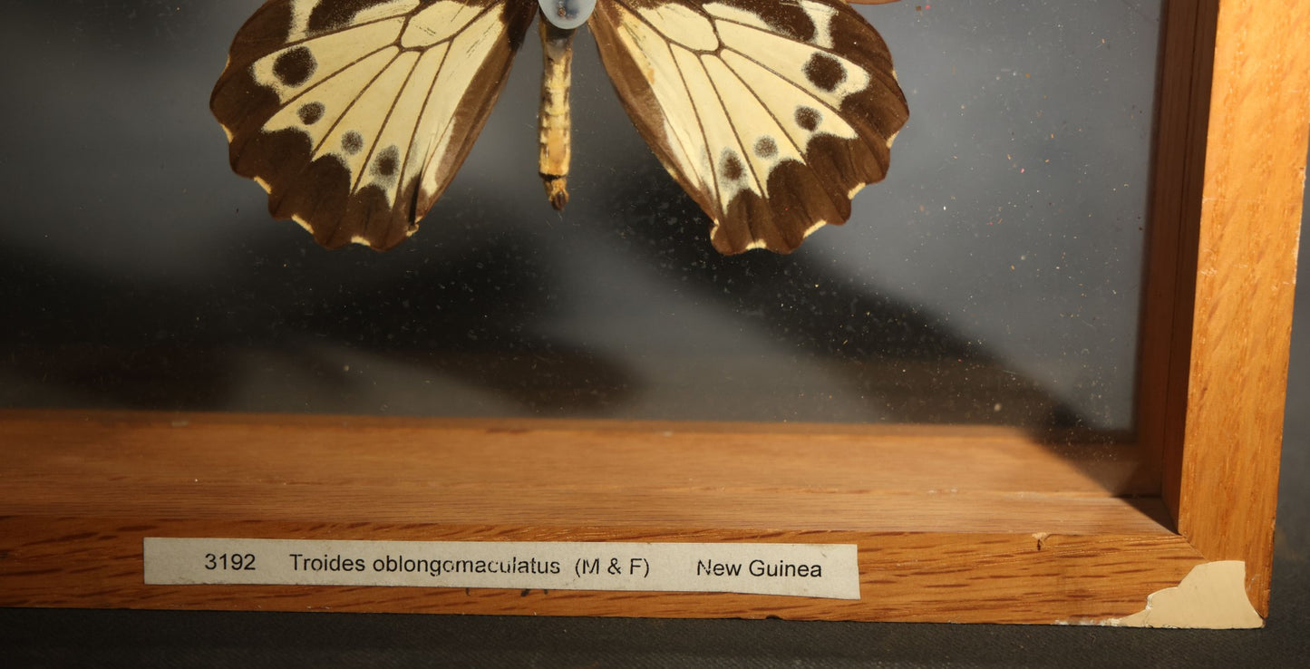 Vintage Entomology Specimen Display of Troides Oblongomaculatus (Oblong-Spotted Birdwing) Male and Female Butterflies from New Guinea in Glass-Front Wood Shadow Box