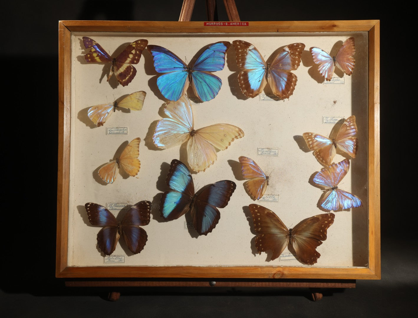Vintage Entomology Specimen Display of South American Morpho Butterflies, Dated 1960-1961, in Glass-Front Wood Cabinet with Hans Luhr Label, Kiel, Germany