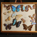 Lot 012 - Vintage Entomology Specimen Display of South American Morpho Butterflies, Dated 1960-1961, in Glass-Front Wood Cabinet with Hans Luhr Label, Kiel, Germany, 19-5/8" L x 15-3/4" H