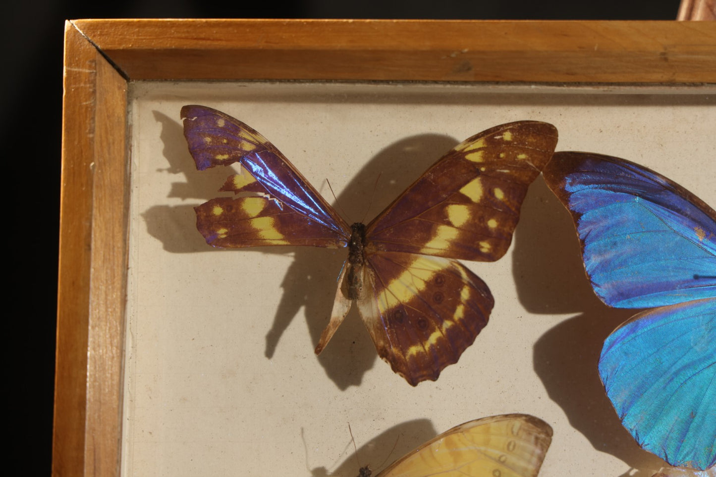 Vintage Entomology Specimen Display of South American Morpho Butterflies, Dated 1960-1961, in Glass-Front Wood Cabinet with Hans Luhr Label, Kiel, Germany