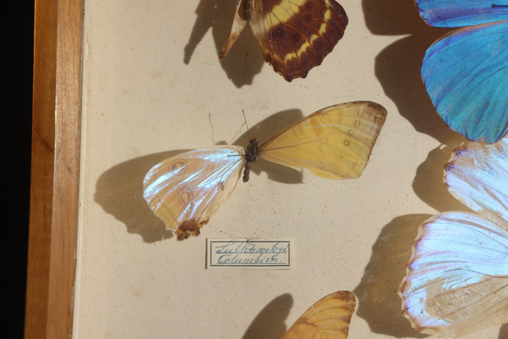 Vintage Entomology Specimen Display of South American Morpho Butterflies, Dated 1960-1961, in Glass-Front Wood Cabinet with Hans Luhr Label, Kiel, Germany