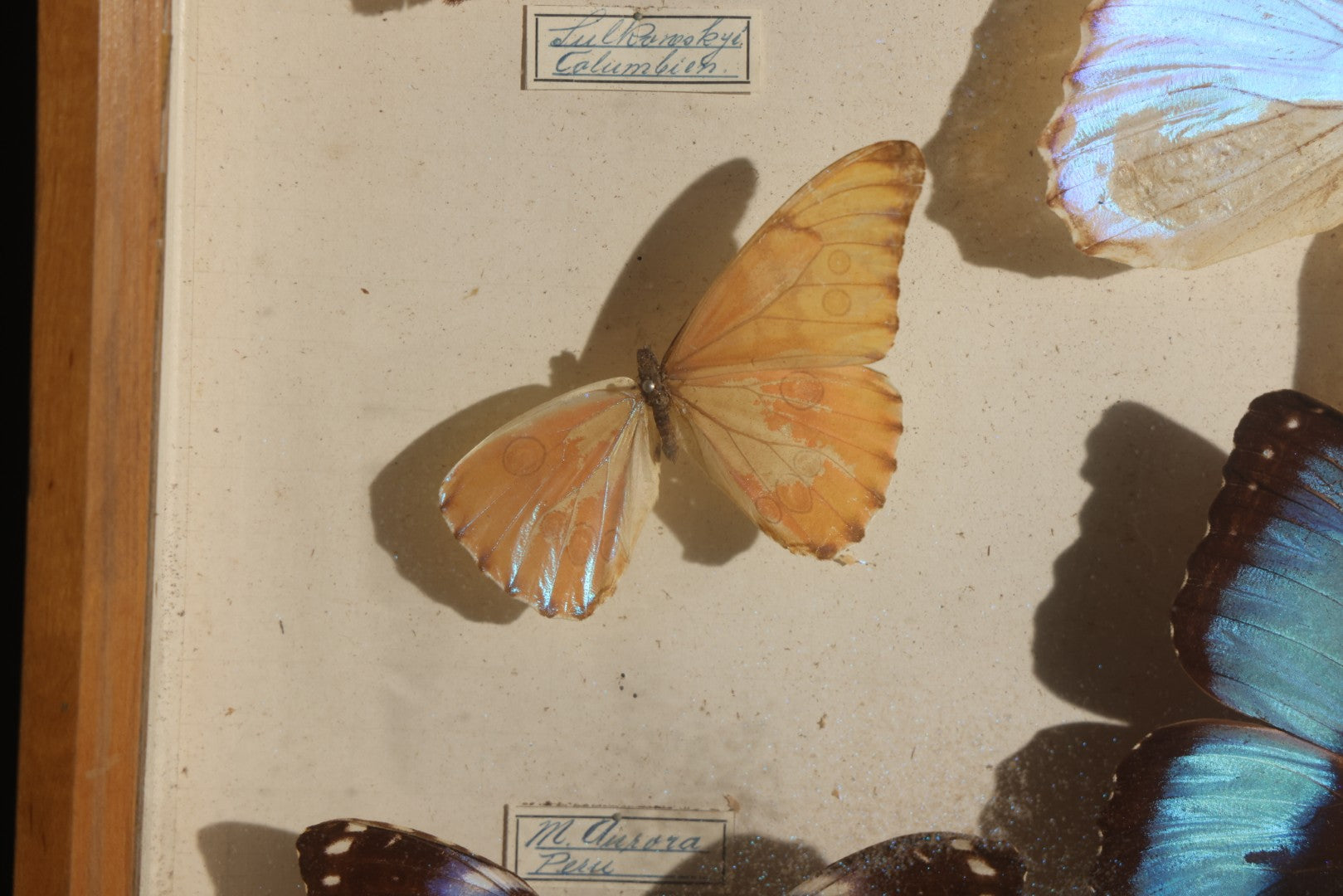 Vintage Entomology Specimen Display of South American Morpho Butterflies, Dated 1960-1961, in Glass-Front Wood Cabinet with Hans Luhr Label, Kiel, Germany