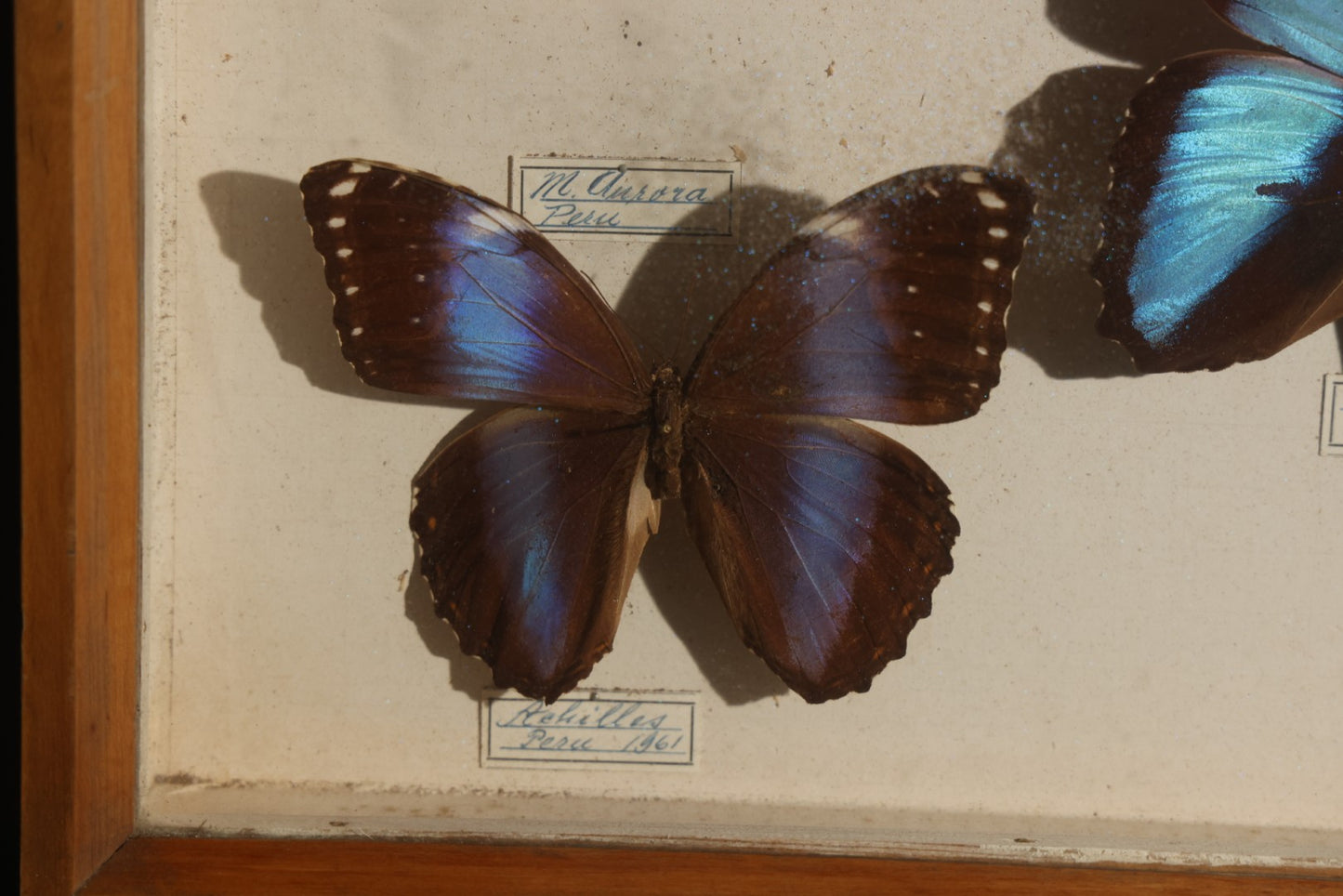Vintage Entomology Specimen Display of South American Morpho Butterflies, Dated 1960-1961, in Glass-Front Wood Cabinet with Hans Luhr Label, Kiel, Germany