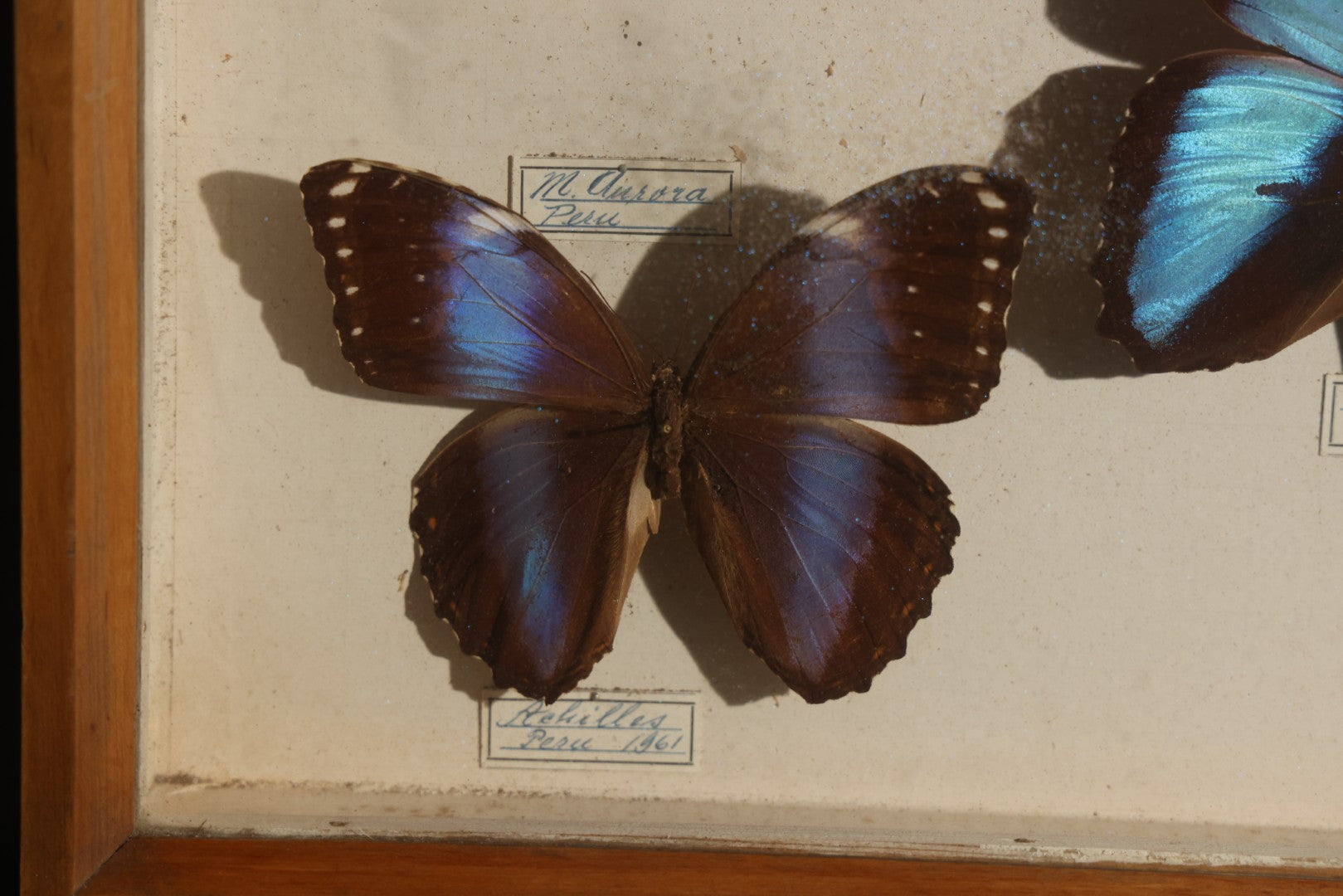 Vintage Entomology Specimen Display of South American Morpho Butterflies, Dated 1960-1961, in Glass-Front Wood Cabinet with Hans Luhr Label, Kiel, Germany