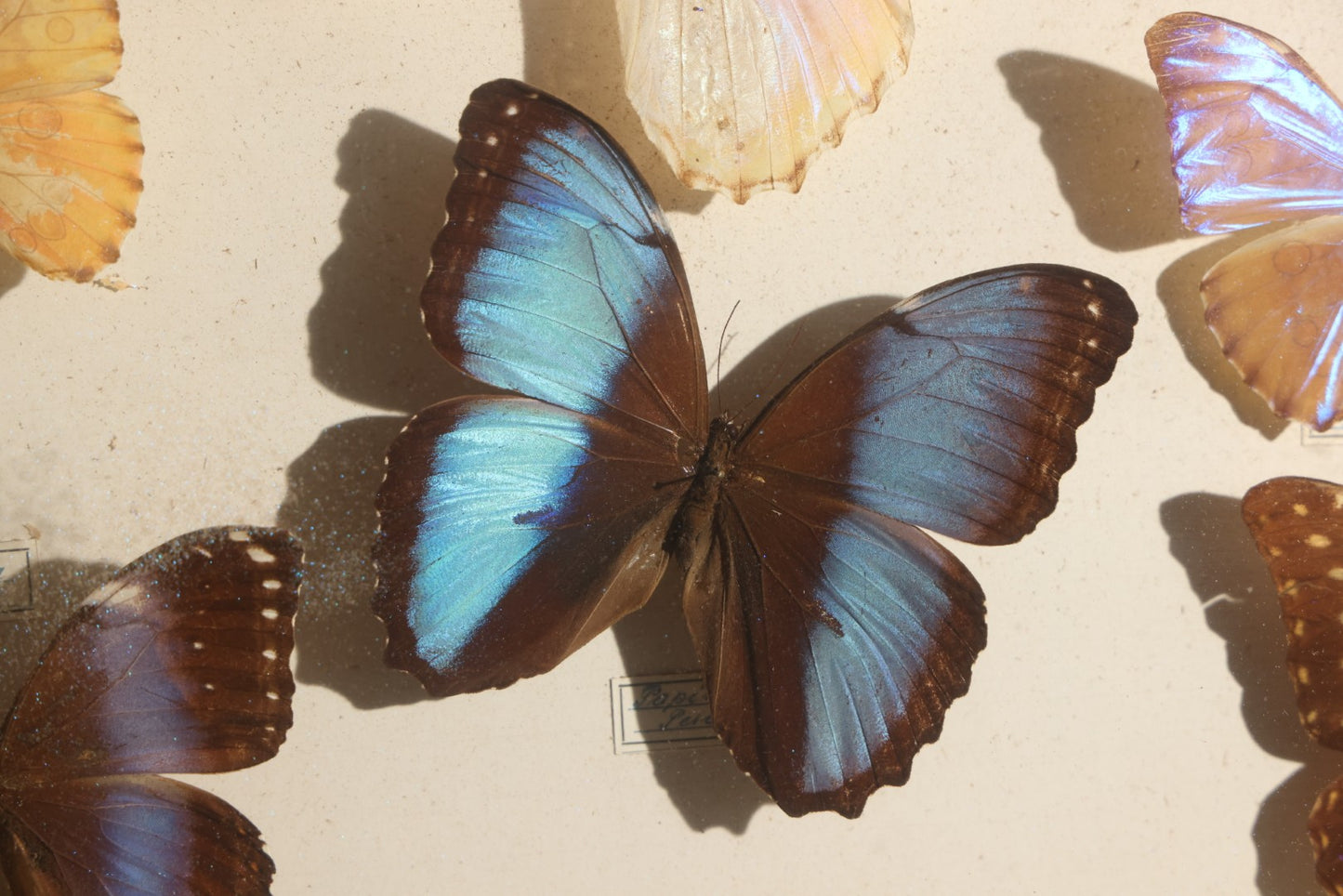 Vintage Entomology Specimen Display of South American Morpho Butterflies, Dated 1960-1961, in Glass-Front Wood Cabinet with Hans Luhr Label, Kiel, Germany