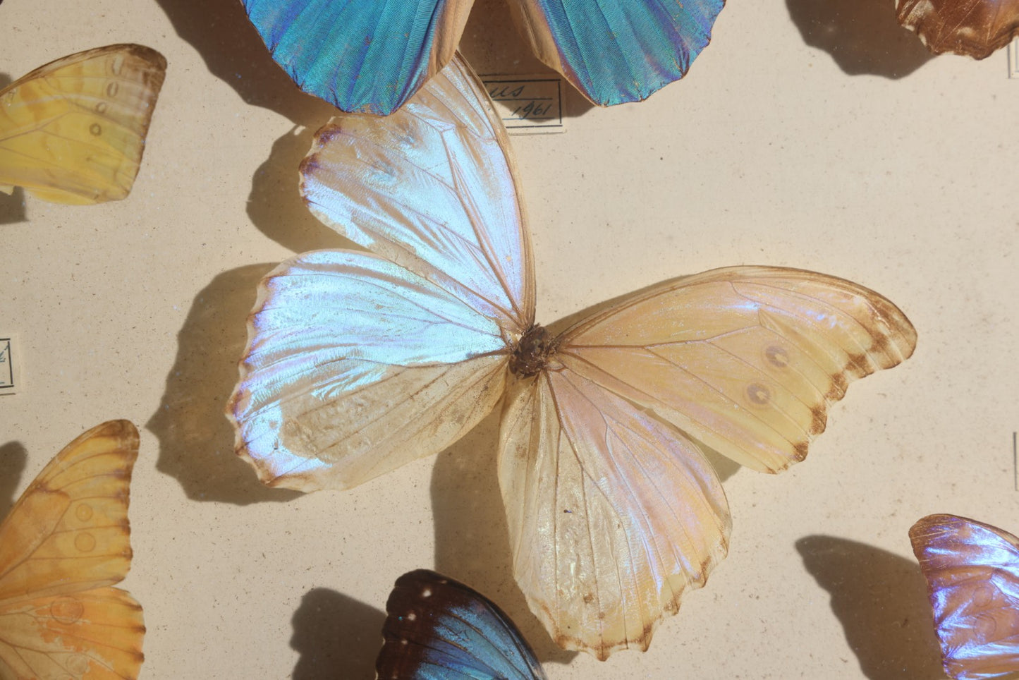 Vintage Entomology Specimen Display of South American Morpho Butterflies, Dated 1960-1961, in Glass-Front Wood Cabinet with Hans Luhr Label, Kiel, Germany