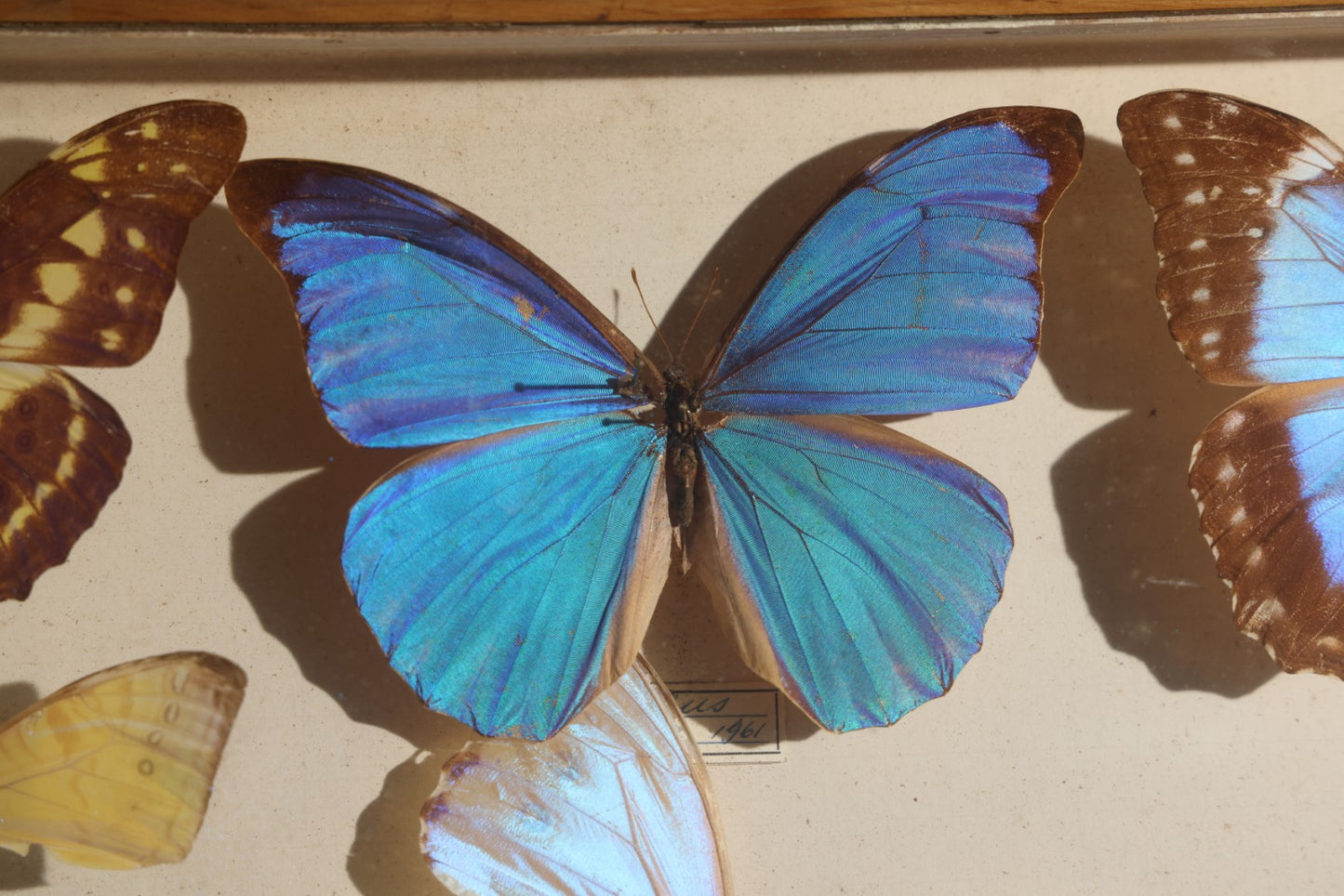 Vintage Entomology Specimen Display of South American Morpho Butterflies, Dated 1960-1961, in Glass-Front Wood Cabinet with Hans Luhr Label, Kiel, Germany