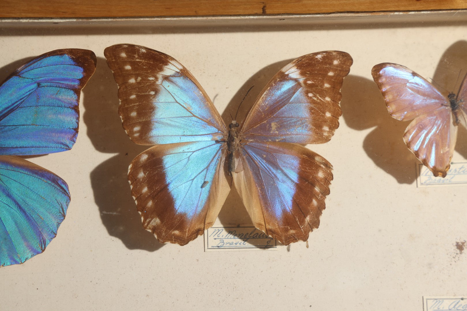 Vintage Entomology Specimen Display of South American Morpho Butterflies, Dated 1960-1961, in Glass-Front Wood Cabinet with Hans Luhr Label, Kiel, Germany