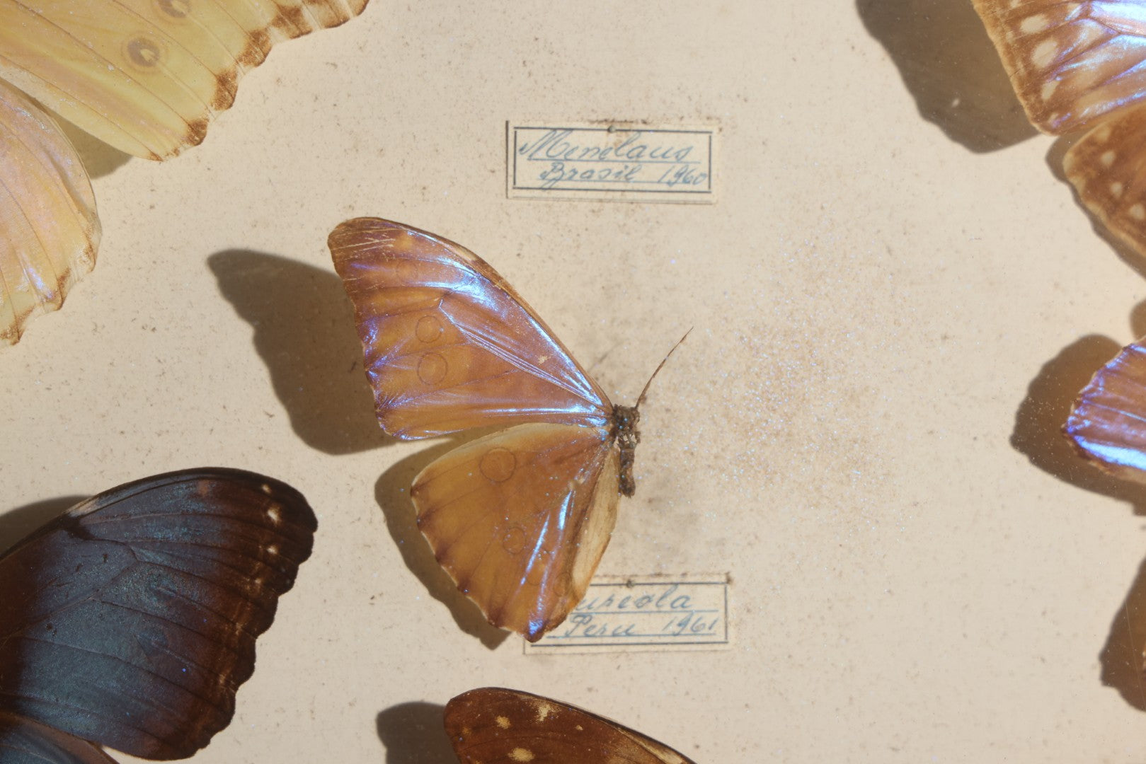 Vintage Entomology Specimen Display of South American Morpho Butterflies, Dated 1960-1961, in Glass-Front Wood Cabinet with Hans Luhr Label, Kiel, Germany