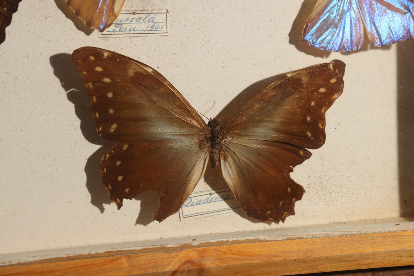 Vintage Entomology Specimen Display of South American Morpho Butterflies, Dated 1960-1961, in Glass-Front Wood Cabinet with Hans Luhr Label, Kiel, Germany