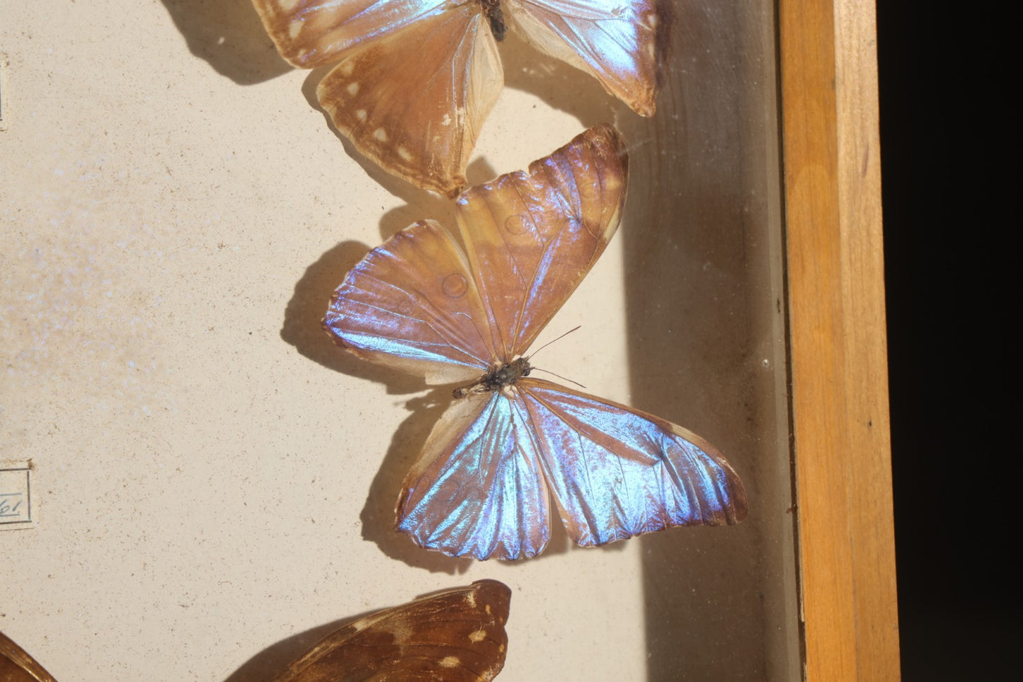 Vintage Entomology Specimen Display of South American Morpho Butterflies, Dated 1960-1961, in Glass-Front Wood Cabinet with Hans Luhr Label, Kiel, Germany