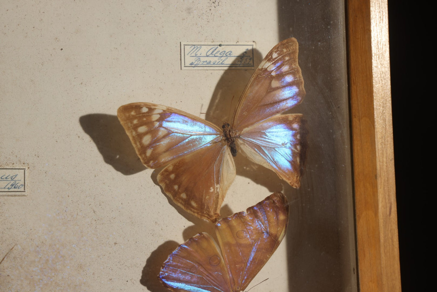 Vintage Entomology Specimen Display of South American Morpho Butterflies, Dated 1960-1961, in Glass-Front Wood Cabinet with Hans Luhr Label, Kiel, Germany