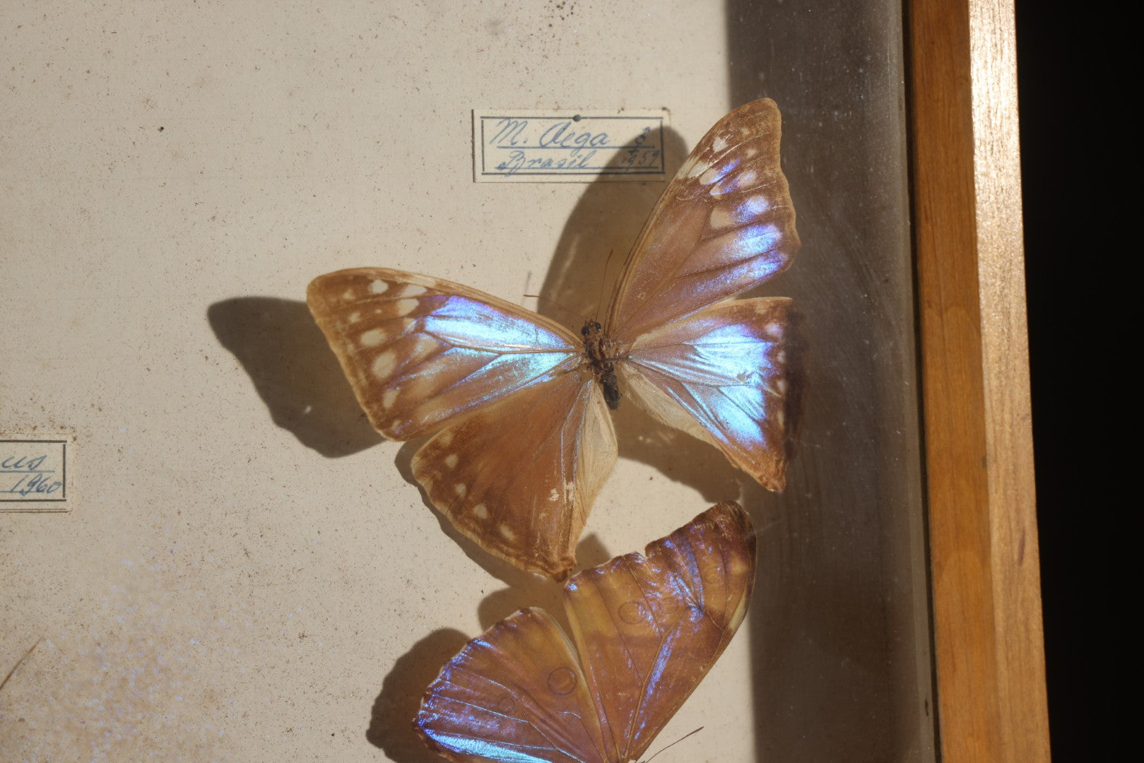 Vintage Entomology Specimen Display of South American Morpho Butterflies, Dated 1960-1961, in Glass-Front Wood Cabinet with Hans Luhr Label, Kiel, Germany