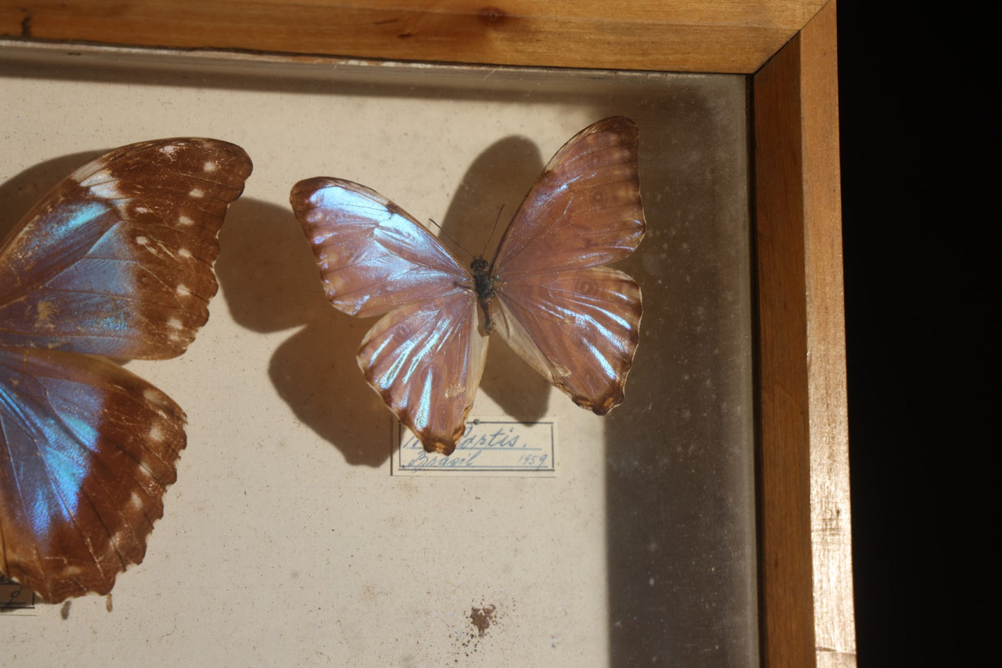 Vintage Entomology Specimen Display of South American Morpho Butterflies, Dated 1960-1961, in Glass-Front Wood Cabinet with Hans Luhr Label, Kiel, Germany