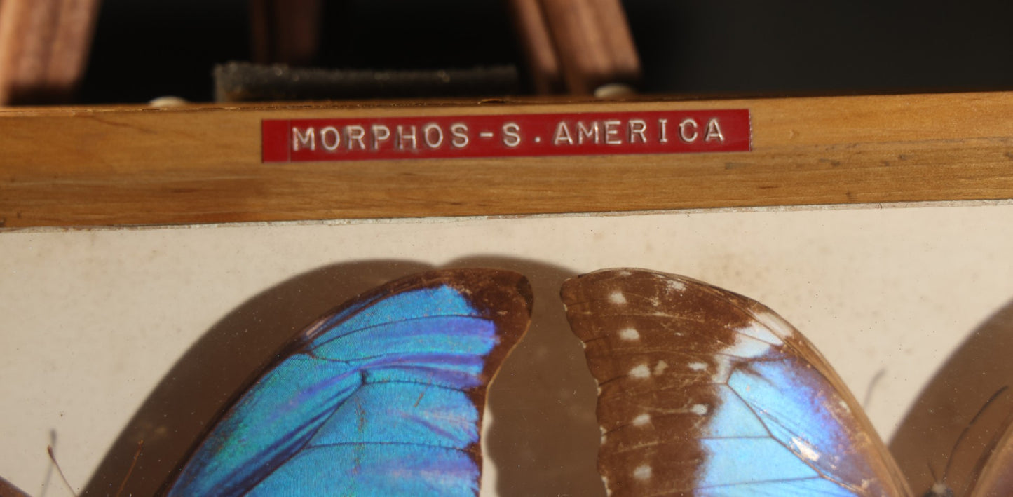 Vintage Entomology Specimen Display of South American Morpho Butterflies, Dated 1960-1961, in Glass-Front Wood Cabinet with Hans Luhr Label, Kiel, Germany