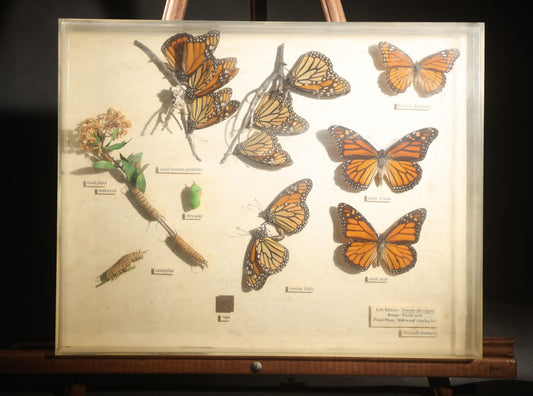 Vintage Entomology Life History Specimen Display of Danaus Plexippus (Monarch Butterfly) with Viceroy Butterfly Comparison, in Plastic-Front Display Case
