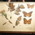 Lot 013 - Vintage Entomology Life History Specimen Display of Danaus Plexippus (Monarch Butterfly) with Viceroy Butterfly Comparison, in Plastic-Front Display Case, 14-1/4" L x 11-1/4" H