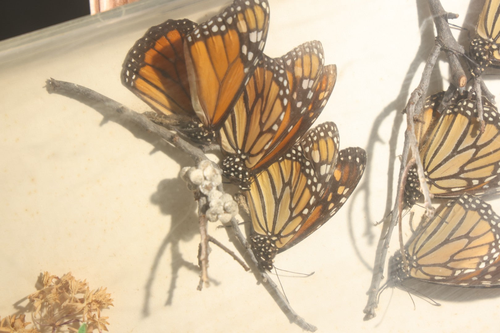 Vintage Entomology Life History Specimen Display of Danaus Plexippus (Monarch Butterfly) with Viceroy Butterfly Comparison, in Plastic-Front Display Case