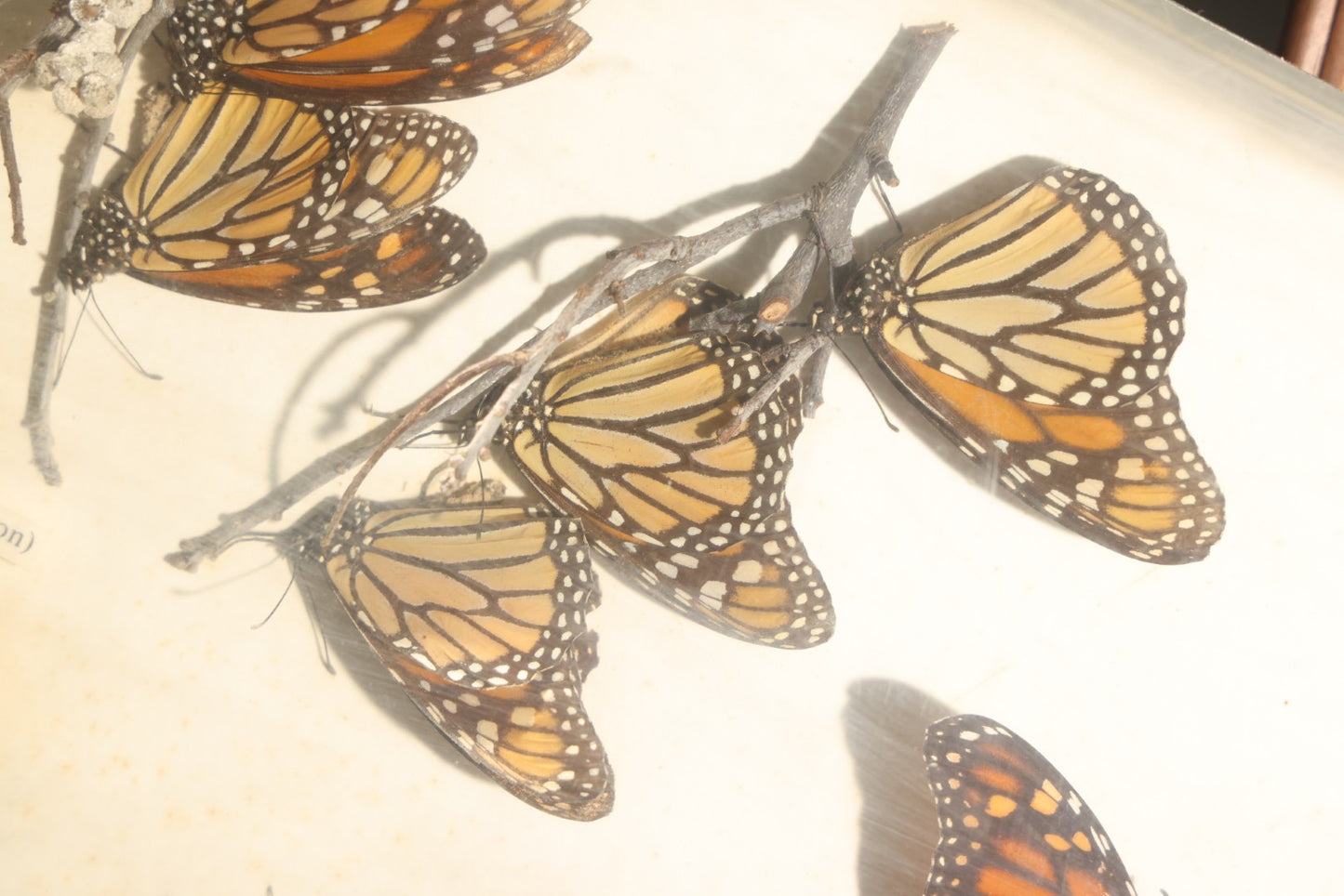 Vintage Entomology Life History Specimen Display of Danaus Plexippus (Monarch Butterfly) with Viceroy Butterfly Comparison, in Plastic-Front Display Case