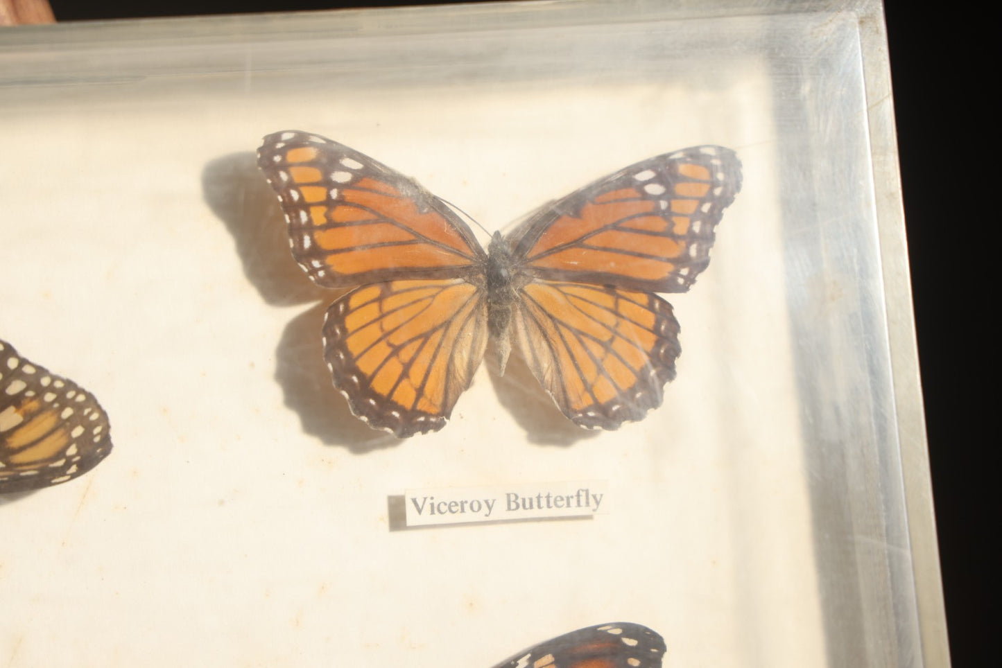 Vintage Entomology Life History Specimen Display of Danaus Plexippus (Monarch Butterfly) with Viceroy Butterfly Comparison, in Plastic-Front Display Case