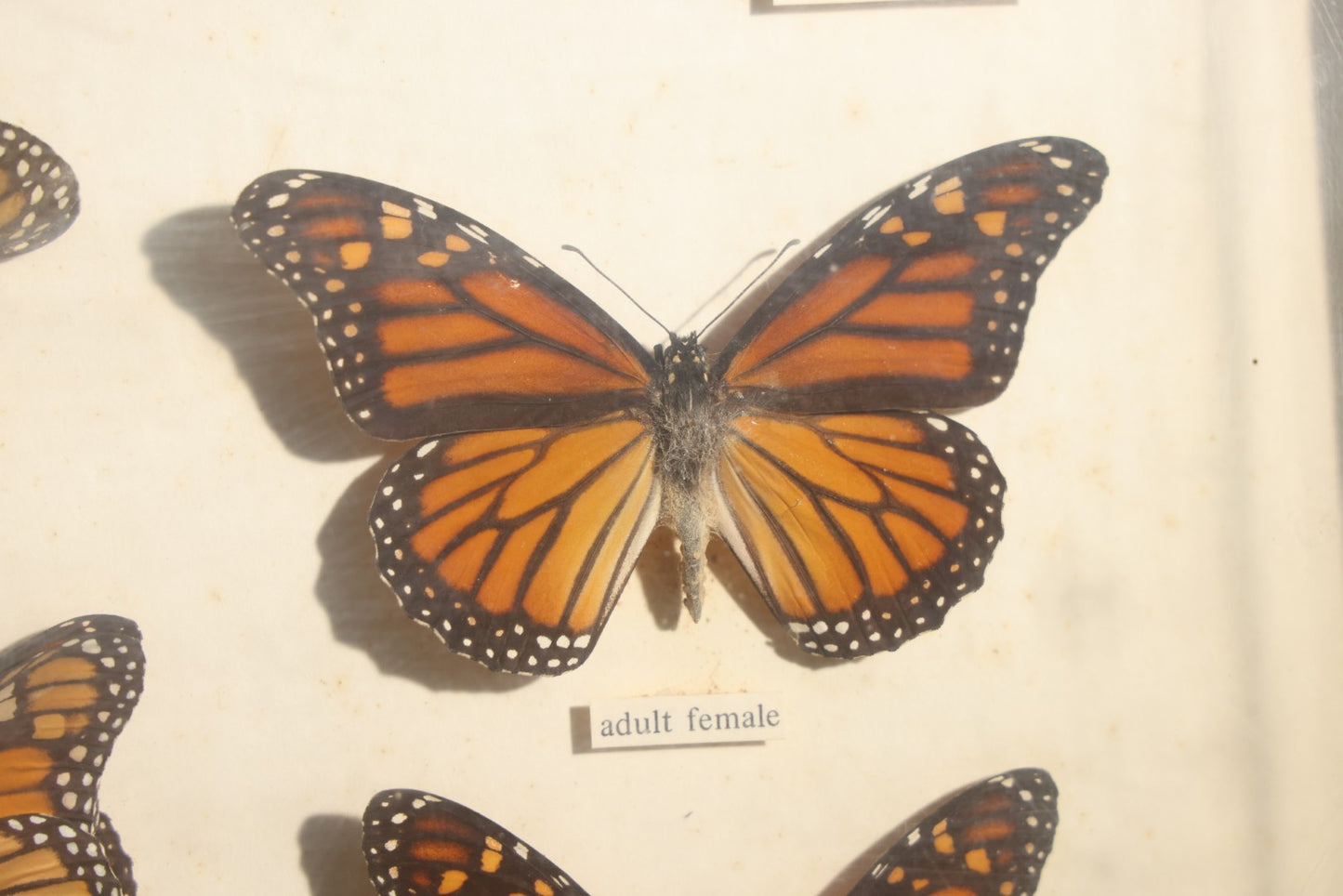Vintage Entomology Life History Specimen Display of Danaus Plexippus (Monarch Butterfly) with Viceroy Butterfly Comparison, in Plastic-Front Display Case