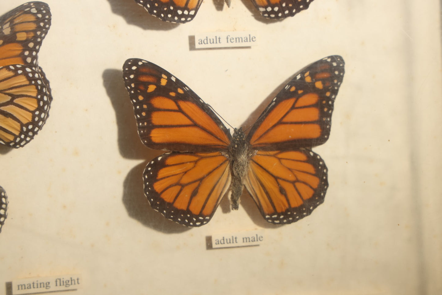 Vintage Entomology Life History Specimen Display of Danaus Plexippus (Monarch Butterfly) with Viceroy Butterfly Comparison, in Plastic-Front Display Case