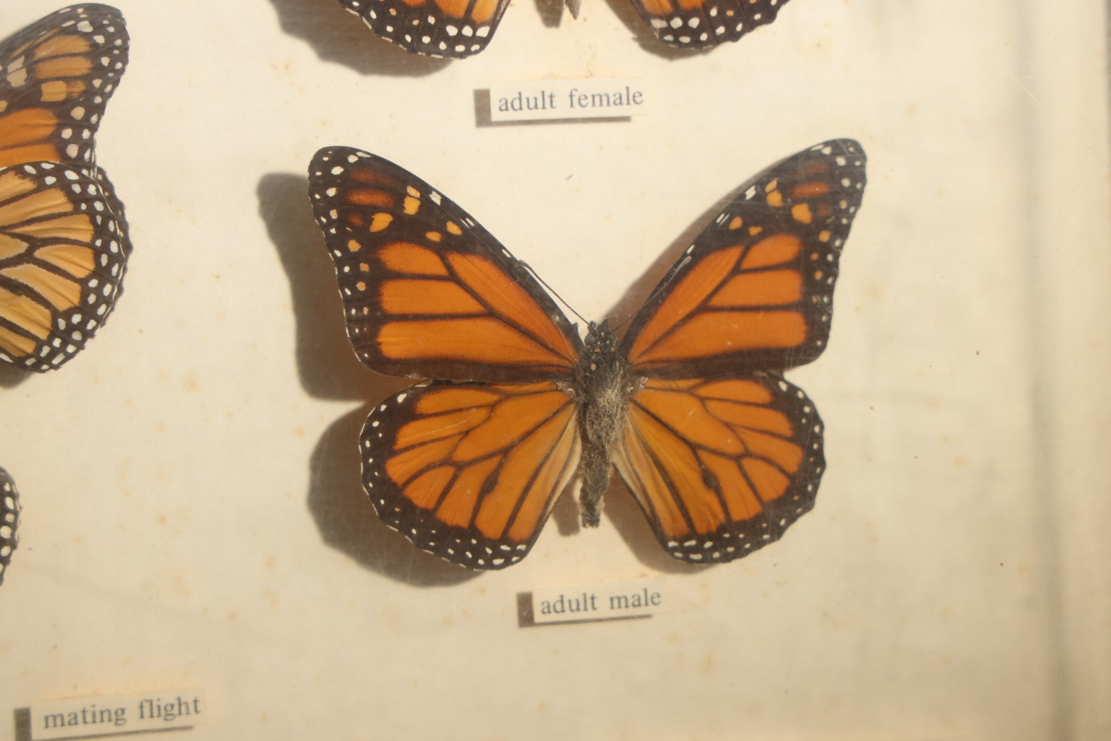 Vintage Entomology Life History Specimen Display of Danaus Plexippus (Monarch Butterfly) with Viceroy Butterfly Comparison, in Plastic-Front Display Case