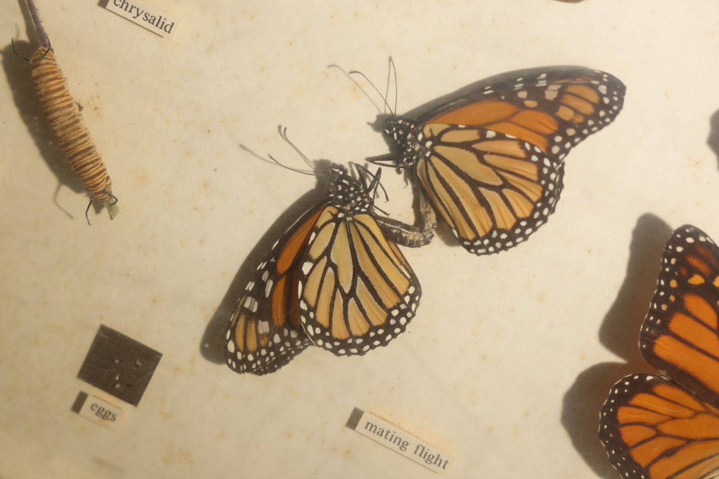 Vintage Entomology Life History Specimen Display of Danaus Plexippus (Monarch Butterfly) with Viceroy Butterfly Comparison, in Plastic-Front Display Case