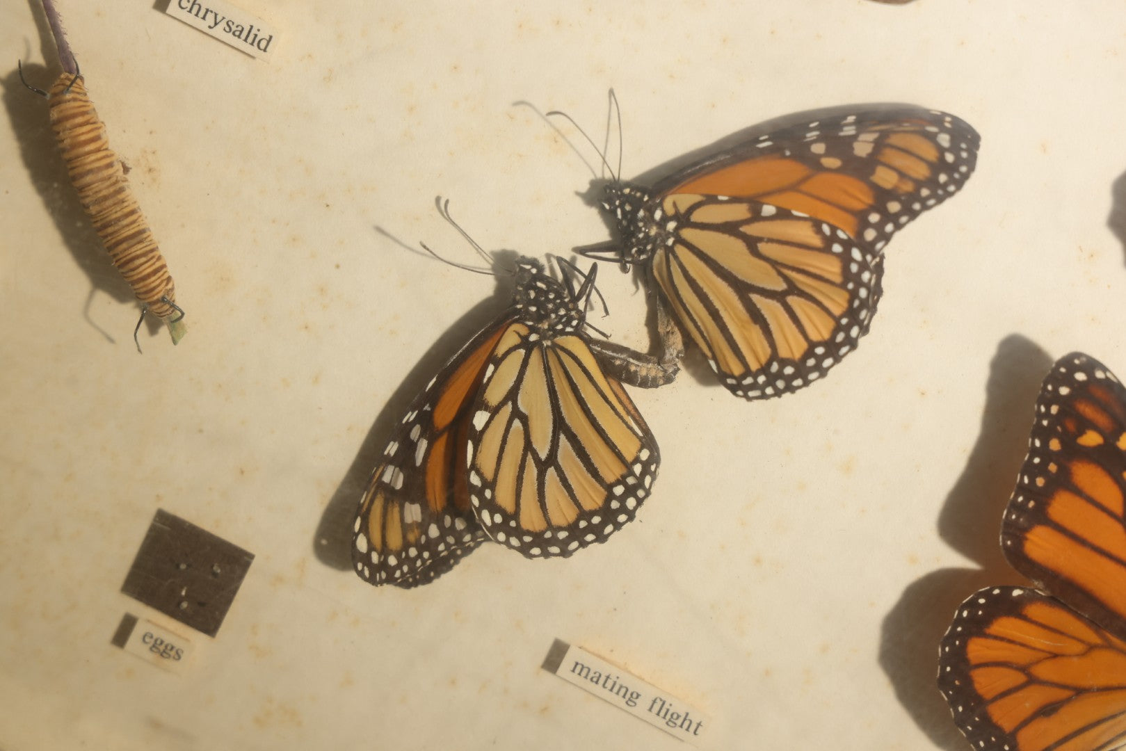 Vintage Entomology Life History Specimen Display of Danaus Plexippus (Monarch Butterfly) with Viceroy Butterfly Comparison, in Plastic-Front Display Case
