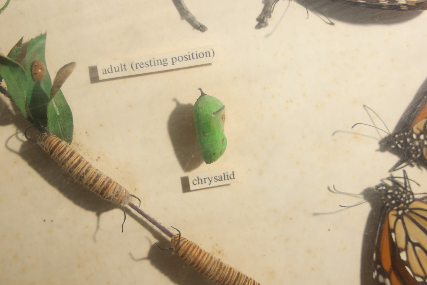 Vintage Entomology Life History Specimen Display of Danaus Plexippus (Monarch Butterfly) with Viceroy Butterfly Comparison, in Plastic-Front Display Case