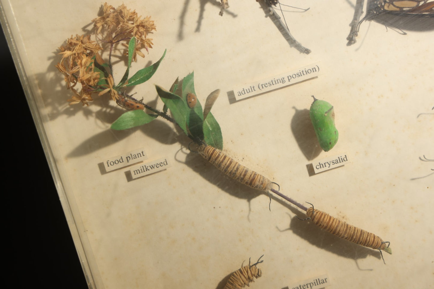 Vintage Entomology Life History Specimen Display of Danaus Plexippus (Monarch Butterfly) with Viceroy Butterfly Comparison, in Plastic-Front Display Case