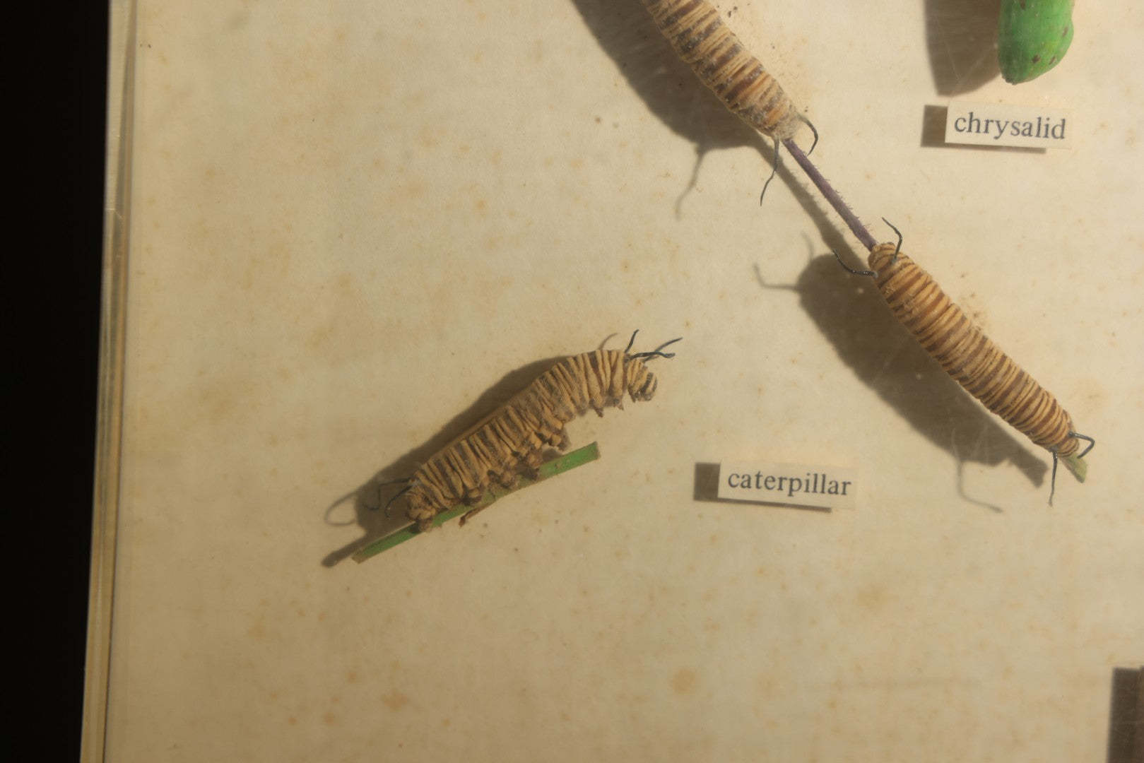 Vintage Entomology Life History Specimen Display of Danaus Plexippus (Monarch Butterfly) with Viceroy Butterfly Comparison, in Plastic-Front Display Case