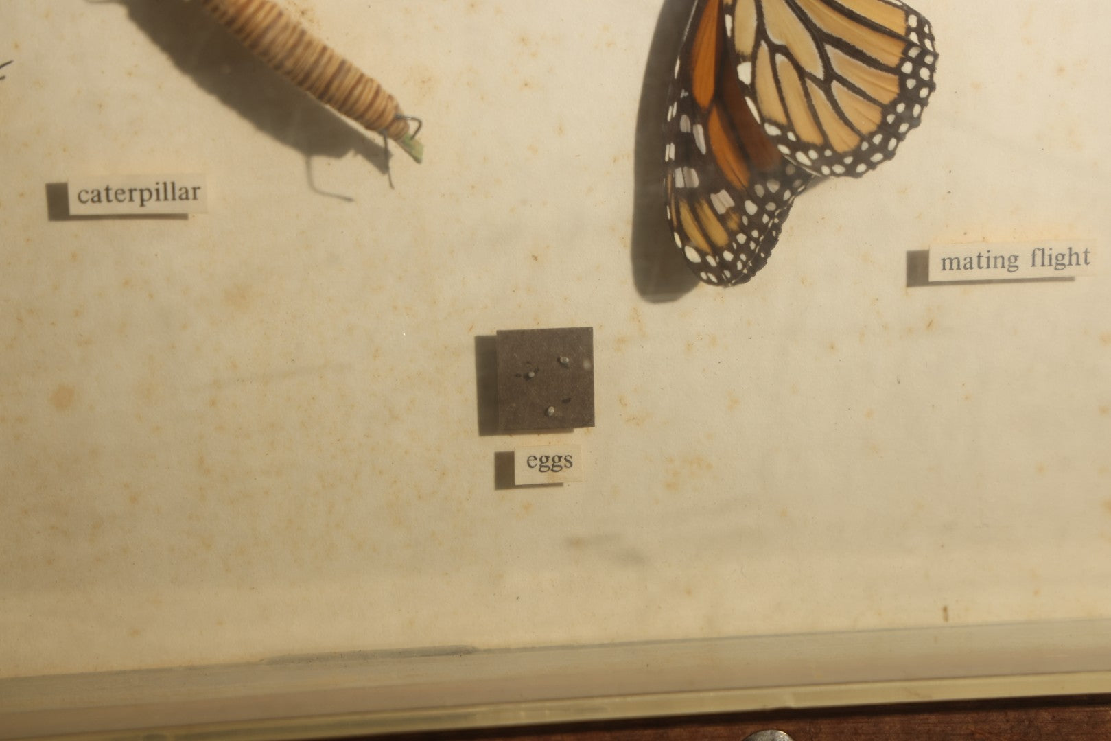 Vintage Entomology Life History Specimen Display of Danaus Plexippus (Monarch Butterfly) with Viceroy Butterfly Comparison, in Plastic-Front Display Case