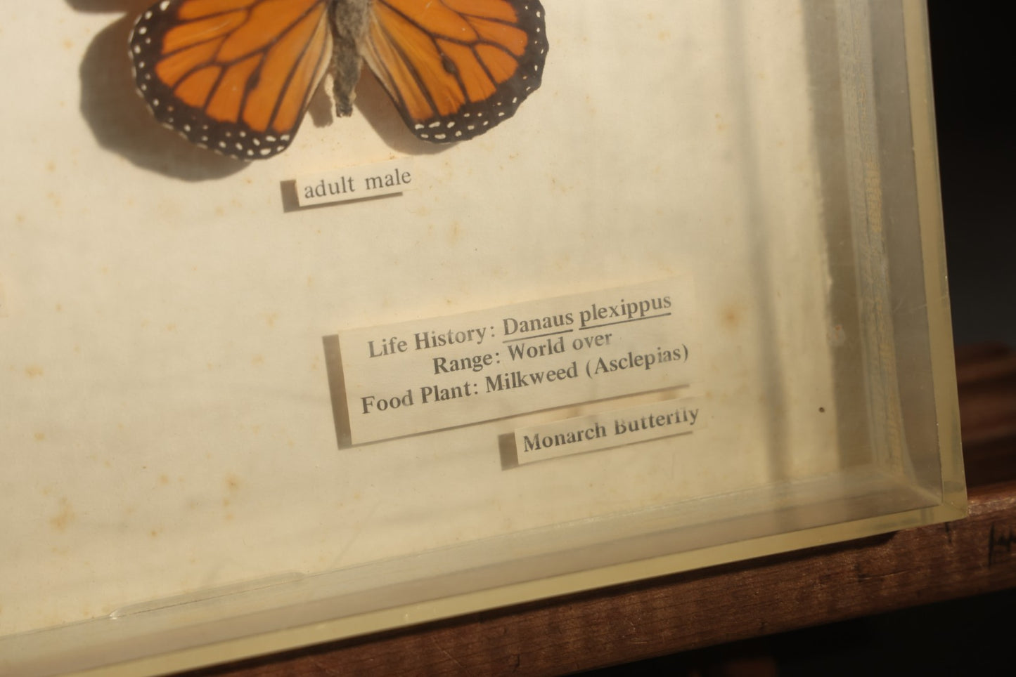 Vintage Entomology Life History Specimen Display of Danaus Plexippus (Monarch Butterfly) with Viceroy Butterfly Comparison, in Plastic-Front Display Case