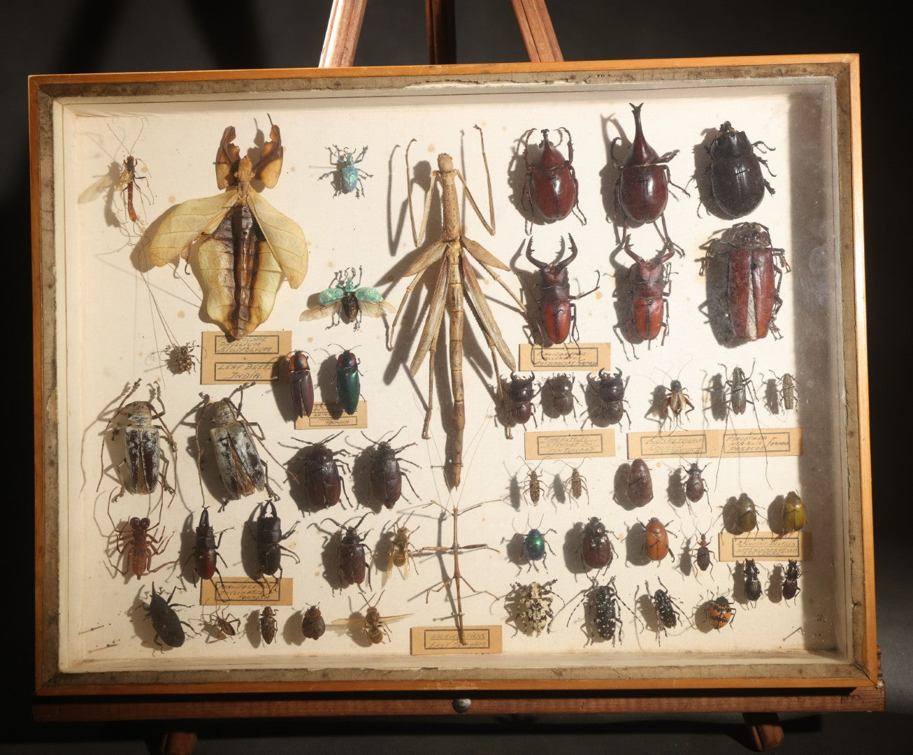 Vintage Entomology Specimen Display of Beetles, Stick Insects, and Leaf Insects from India, East Africa, and Other Localities, in Glass-Front Wood Cabinet with Hans Luhr Label, Kiel, Germany