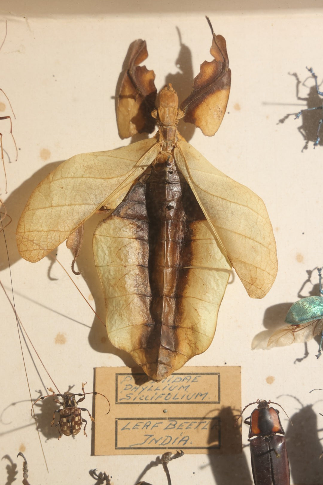 Vintage Entomology Specimen Display of Beetles, Stick Insects, and Leaf Insects from India, East Africa, and Other Localities, in Glass-Front Wood Cabinet with Hans Luhr Label, Kiel, Germany