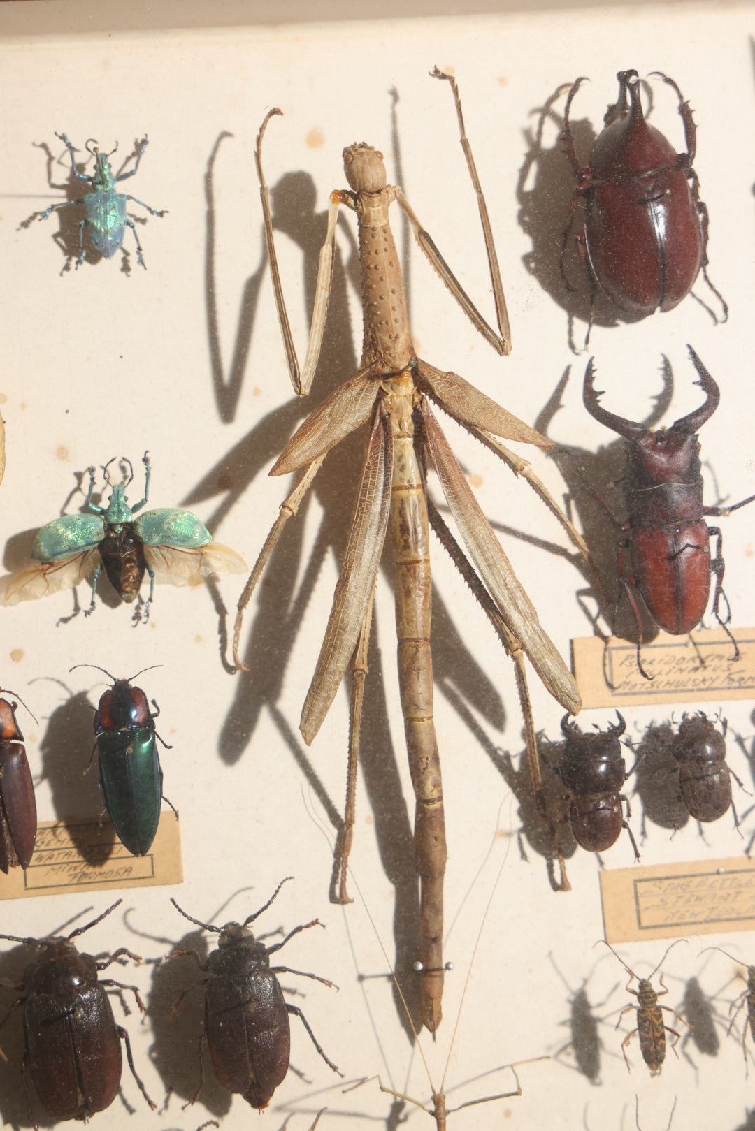 Vintage Entomology Specimen Display of Beetles, Stick Insects, and Leaf Insects from India, East Africa, and Other Localities, in Glass-Front Wood Cabinet with Hans Luhr Label, Kiel, Germany