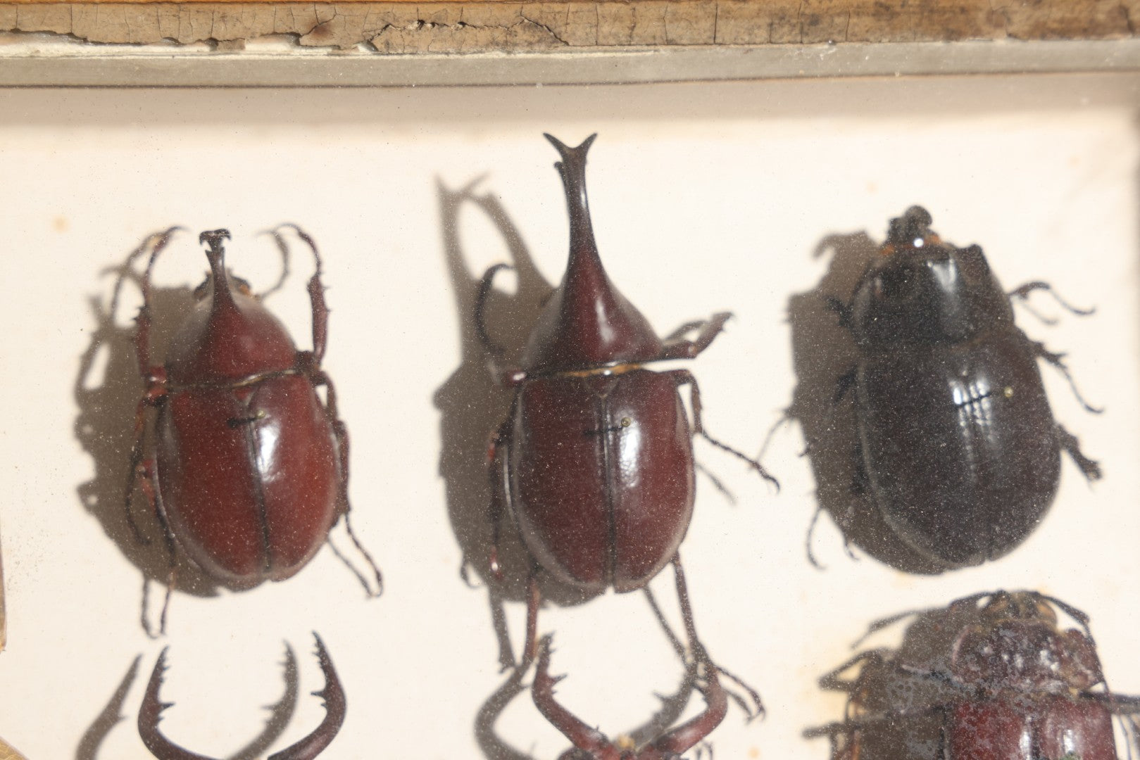 Vintage Entomology Specimen Display of Beetles, Stick Insects, and Leaf Insects from India, East Africa, and Other Localities, in Glass-Front Wood Cabinet with Hans Luhr Label, Kiel, Germany
