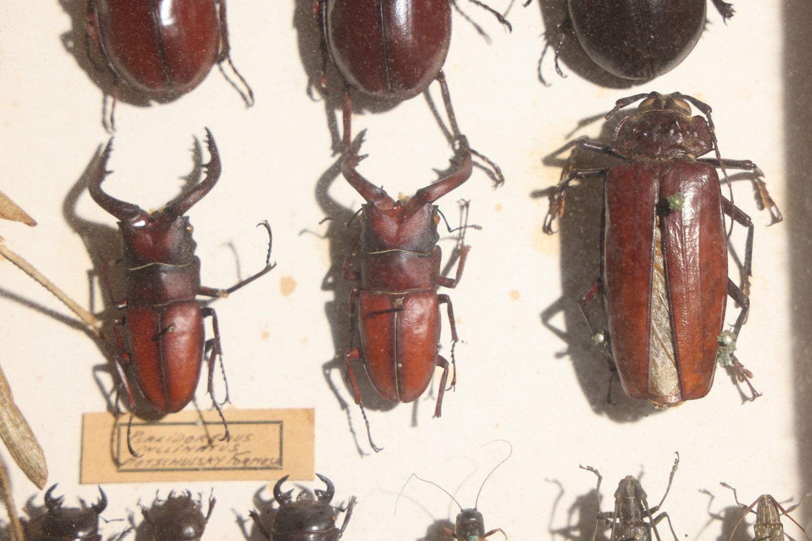 Vintage Entomology Specimen Display of Beetles, Stick Insects, and Leaf Insects from India, East Africa, and Other Localities, in Glass-Front Wood Cabinet with Hans Luhr Label, Kiel, Germany